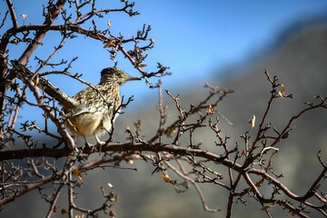 Greater roadrunner (Geococcyx californianus) on a tree branch in closeup