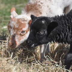 Cute lambs, newborn sheep on a sunny day in spring - 590468036