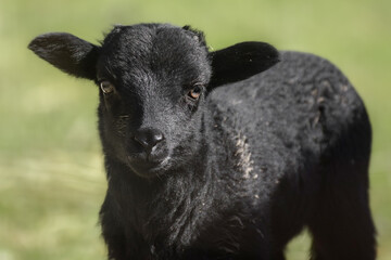Cute lambs, newborn sheep on a sunny day in spring - 590468059