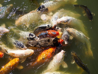 Many koi carp (Cyprinus) multicolor in surface of the water and duck in the center of the fish group 