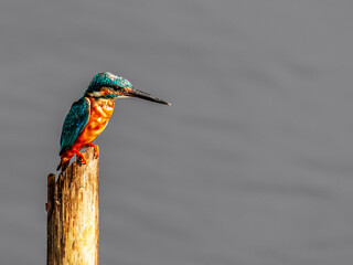 Kingfisher