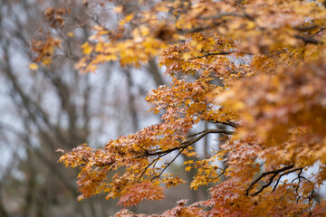 弘前城公園の紅葉したモミジ