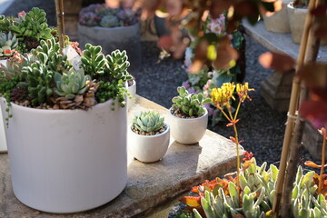 succulents in pots