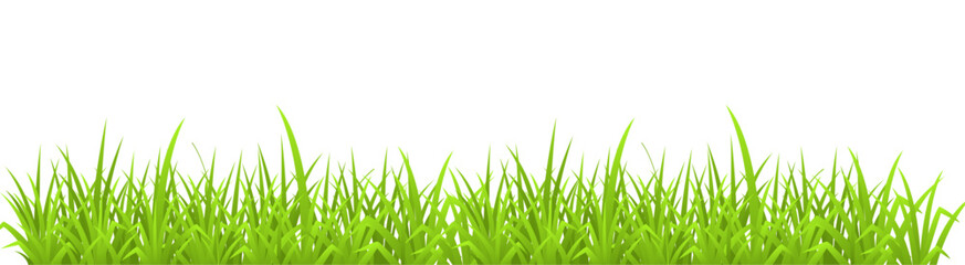 Vector illustration of a green grass isolate on white background with copy space for text.