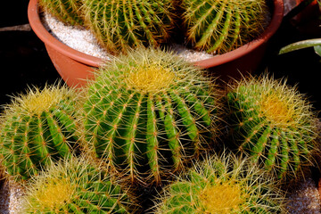 close up Golden barrel cactus ( Echinocactus grusonii )