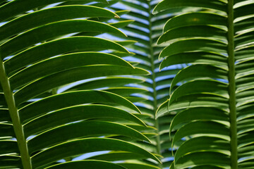 Obraz na płótnie Canvas green palm leaf of Queen sago ( Cycas rumphii )