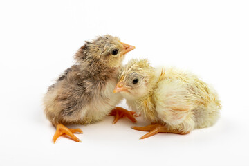 Newborn Easter Chicks on White Background - Cute and Fluffy Poultry