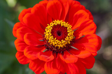 Tsinia flower close-up on a green background in summer
