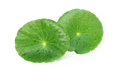 Fototapeta na wymiar Closeup leaf of Gotu kola, Asiatic pennywort, Indian pennywort on white background, herb and medical concept