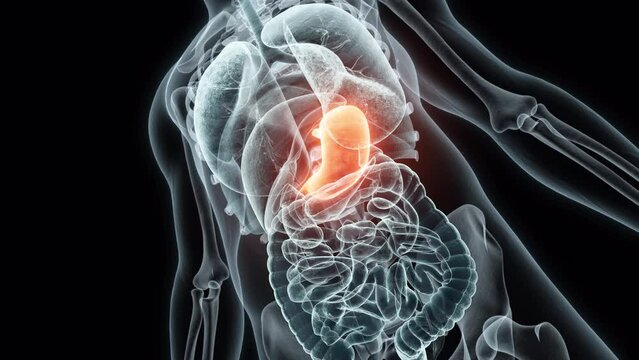 3D rendering Medical Animation of a Human Stomach.X-ray of a Stomach