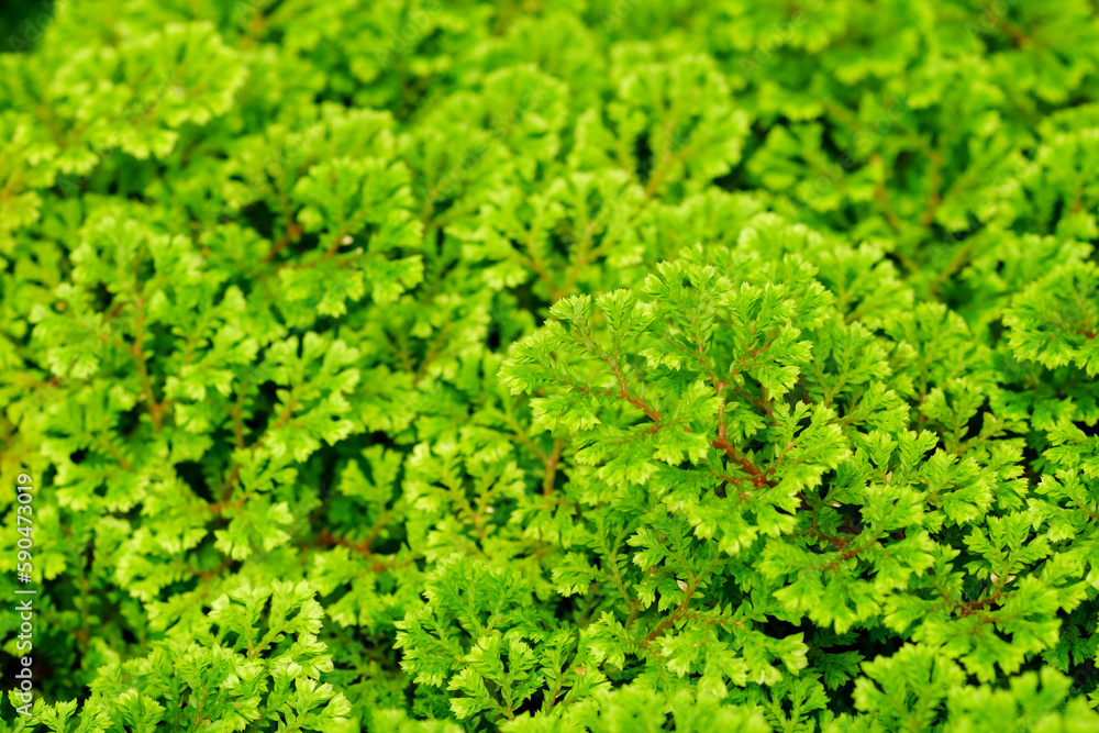 Poster close up green spike moss fern ( selaginella spp.)​ in the garden