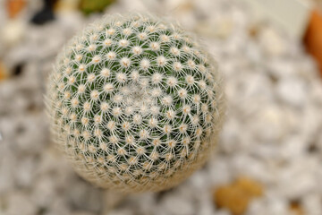 close up Mammillaria hahniana Werderm, home decoration succulent plant