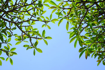 young green leaf of Plumeria flower tree with blue sky background
