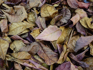 pile of autumn Sea almond ( Terminalia catappa L. )