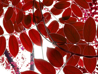 beauifulred leaf of ivy plant wih bokeh of sunlight