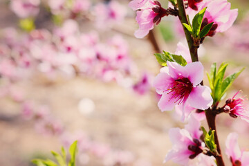 Fototapeta na wymiar background of spring blossom tree. selective focus