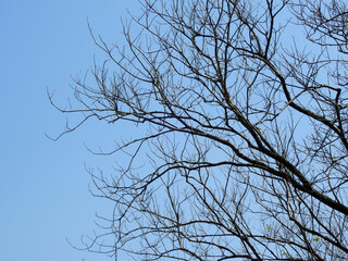 bare branch tree with blue sky background