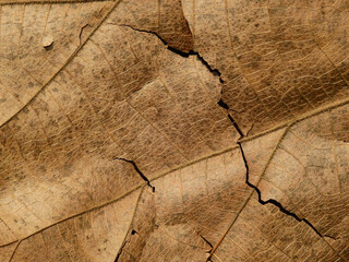 close up dry brown leaf texture ( teak leaf )