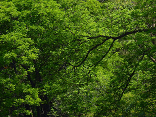 green tree in the park at spring season