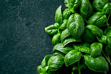 Basil leaves on stone background. Copy space