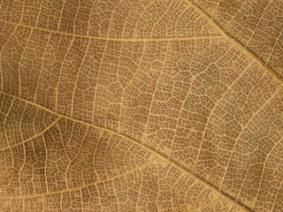 close up dry brown leaf texture ( teak leaf )