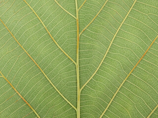 Obraz premium close up green teak leaf texture