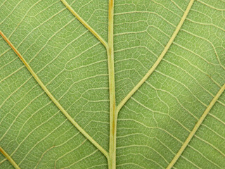 close up green teak leaf texture