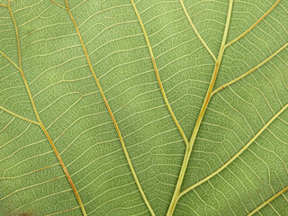 close up green teak leaf texture