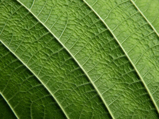 Fototapeta na wymiar close up green leaf texture of Golden gardenia tree ( Gardenia sootepensis Hutch )
