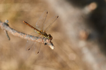 Blutrote Heidelibelle (Sympetrum sanguineum) Weibchen	

