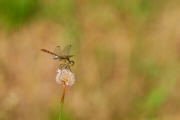 Blutrote Heidelibelle (Sympetrum sanguineum) Weibchen	

