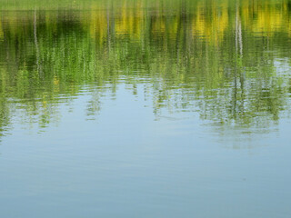 view of water reflection of tree with blue sky background