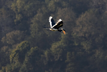 Malabar pied hornbill on a flight from a perch