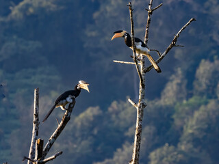 A pair of Malabar pied hornbill on a perch