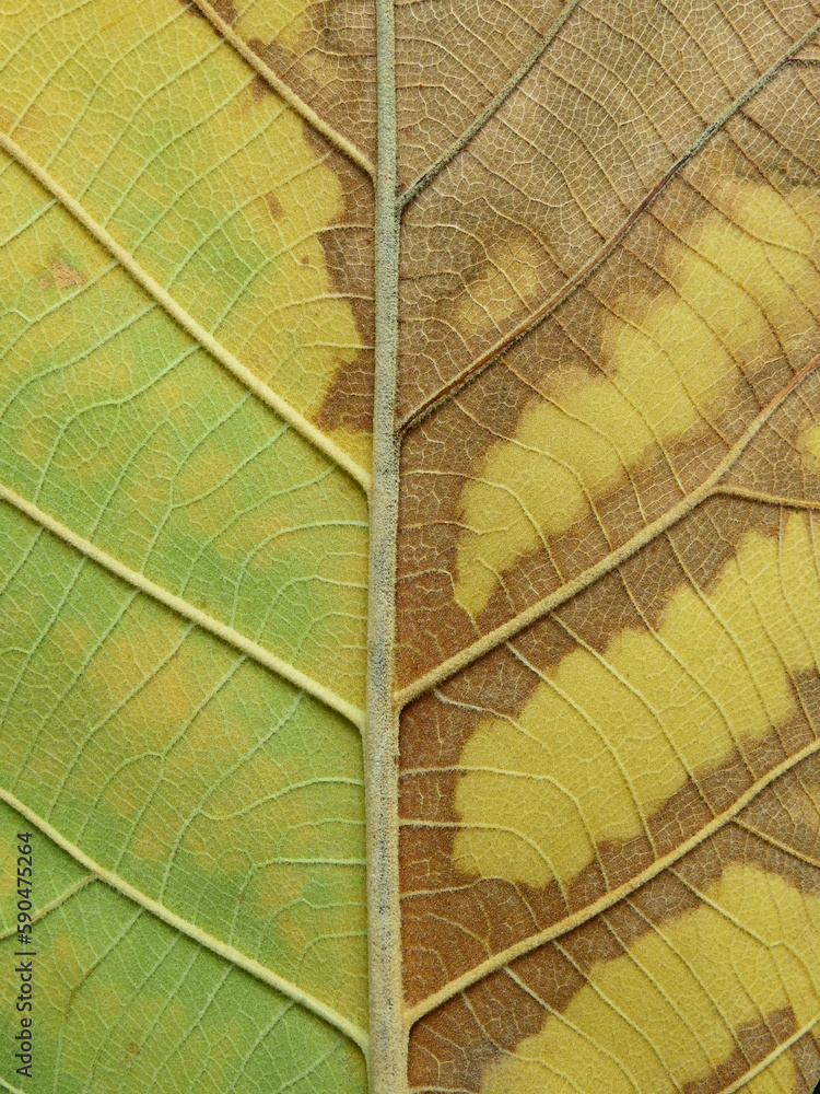 Wall mural texture of leaf ( teak leaf )