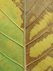 texture of leaf ( teak leaf )