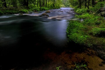 Beautiful view of a river in a forest
