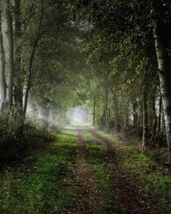 Fototapeta premium Beautiful view of a path in a forest with green trees during sunrise