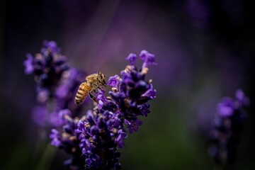 Closeup of a cute bee on a purple flower with blurred background