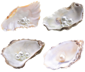 Collection of pearl shell isolated