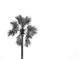 Palmyra palm tree ( Borassus flabellifer Linn ) isolated on white background