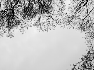 frame of branch tree silhouette on white background