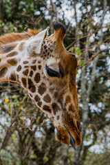 Kenyan giraffe close up pictures