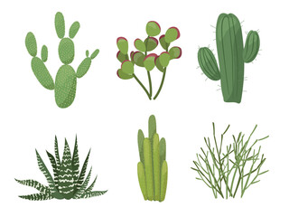 A set of cacti and succulents of juicy color, different 
shapes and types, in vector