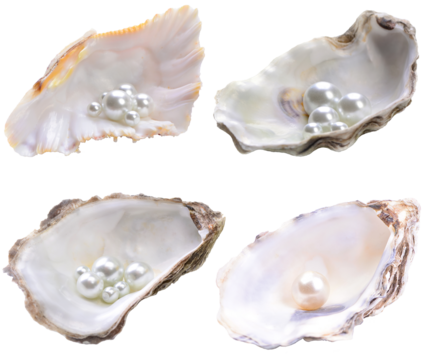 Collection of pearl shell isolated