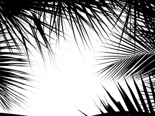 beautiful palm leaf silhouette isolated on white background - 590477832