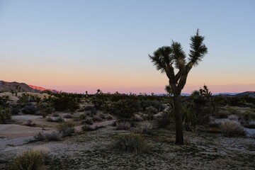 Beautiful landscape of Joshua Tree under the sunlight in California, USA
