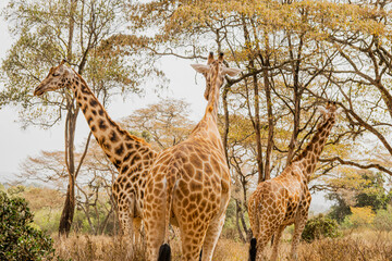 Kenyan giraffe close up pictures
