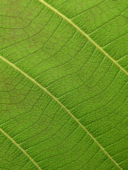 close up green leaf texture ( teak leaf )