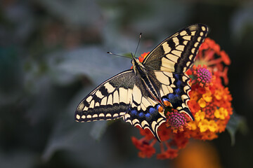 Butterfly sucking a flower in spring